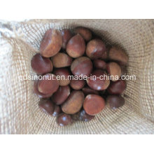 2015 Crop Fresh Chestnut